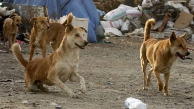 مرگ دو تهرانی بر اثر بیماری هاری