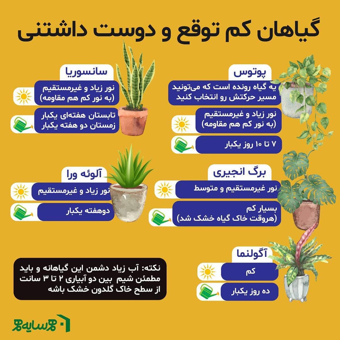 گیاهان کم توقع و دوست داشتنی برای بالکن خونه